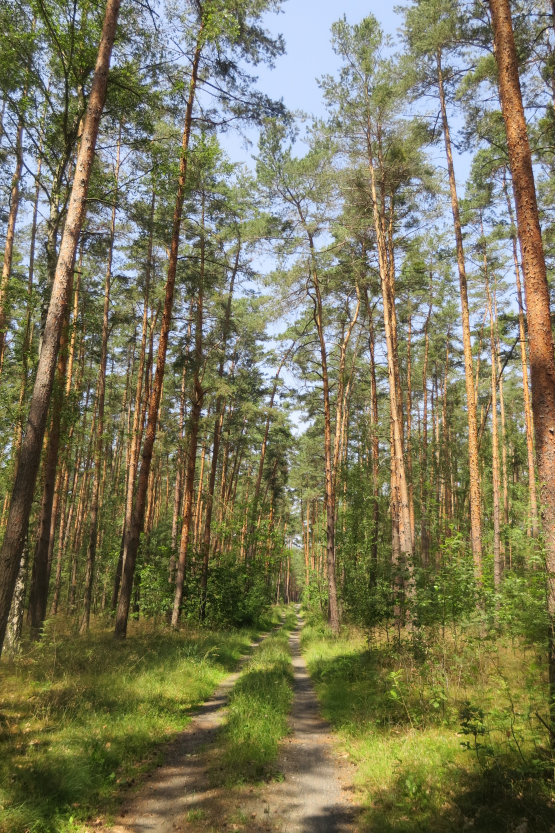 Foret campagne tchèque