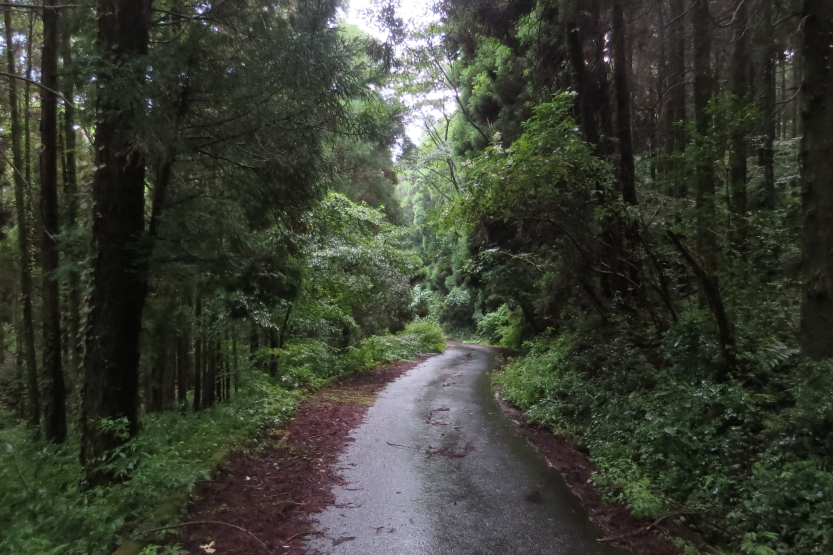 Route dans la forêt