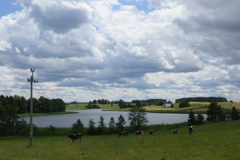 Vaches Lac